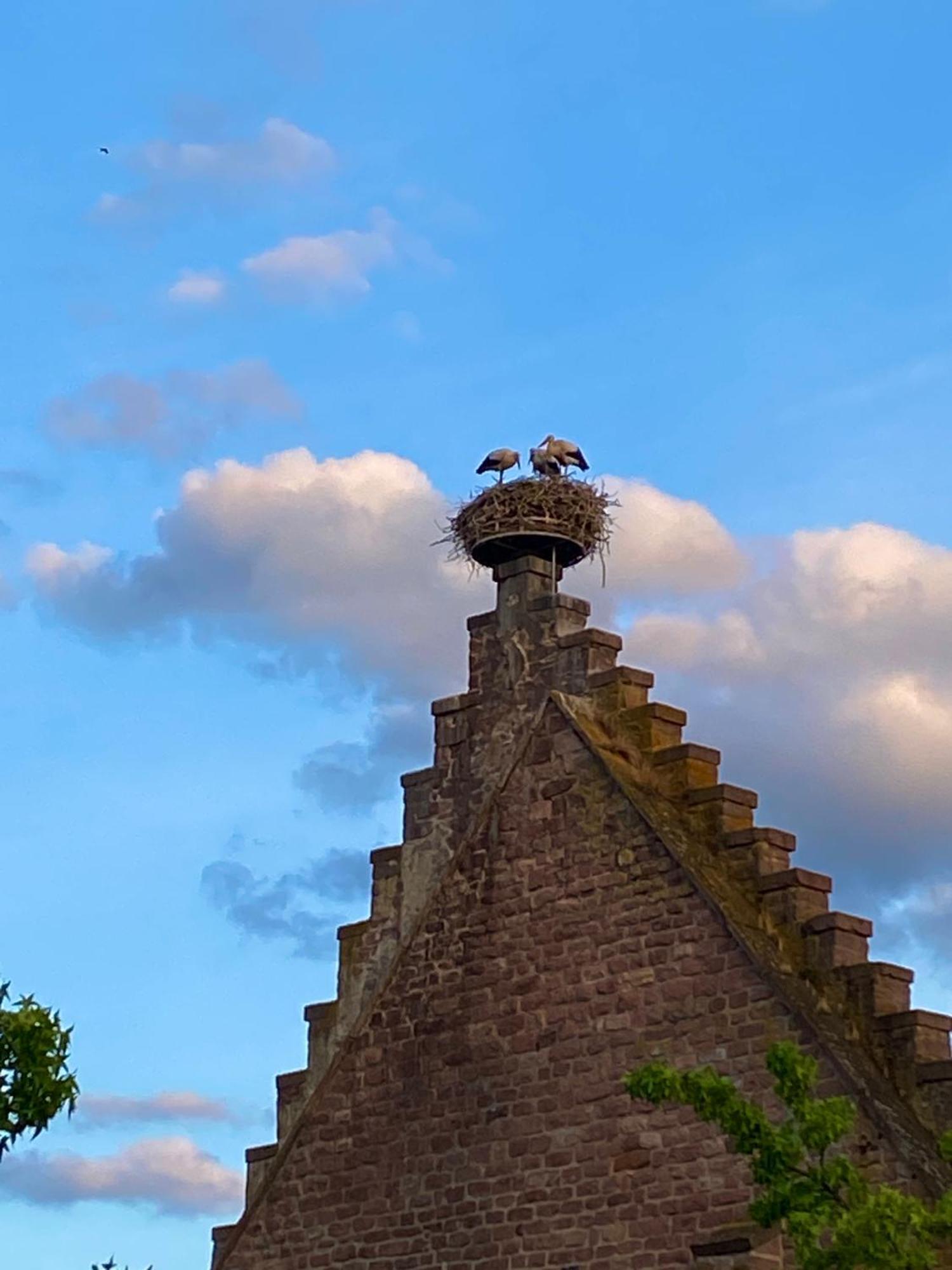 Le Parc Du Sequoia & Proche Colmar Et Riquewihr *